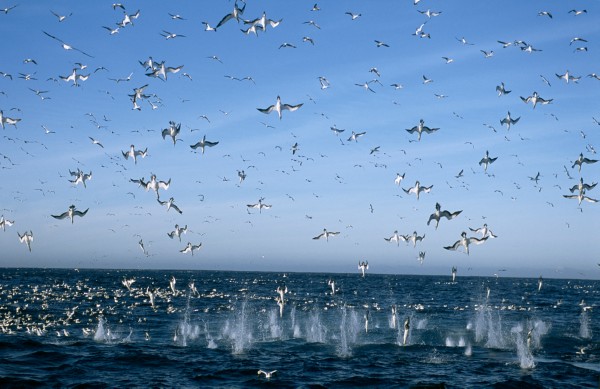 photo-Oceans-2004-12