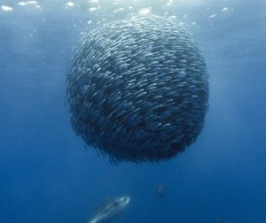 photo-Oceans-2004-9